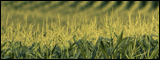 Commodities Price Correction - Spread Trading 