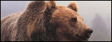 The Bear Market - Spread Trading 