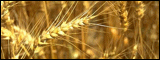 Monsanto Spread Betting