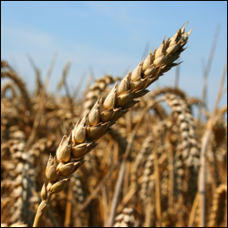 Monsanto Spread Betting
